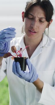 Research, scientist or pipette on plant in farm for organic fertilizer, gmo food engineering or study. Biotech researcher, woman or liquid dropper on seedling for growth hormone or medical innovation