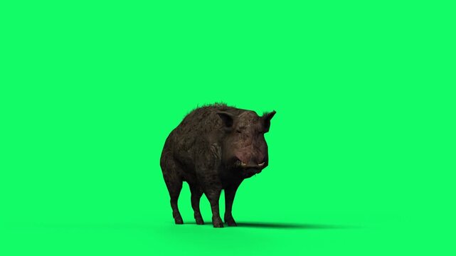 3D Realistic Giant Dangerous Wild boar idle stand motion Loop with side view Isolated on Green Screen, 4K High-Resolution 60fps Animation of a feral pig attention standing on Chroma Key, easy to remov