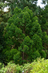 Evergreen conifer tree with dense soft needle clusters forming rounded green masses in landscaped botanical garden setting.