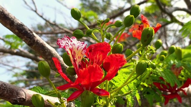 A vibrant red Delonix reginae flower sways in the wind on a tree branch, surrounded by bees collecting nectar. Concepts of nature, pollination, ecosystems, and tropical plants.