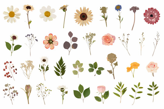 Variety of pressed flowers and botanical elements on a white background