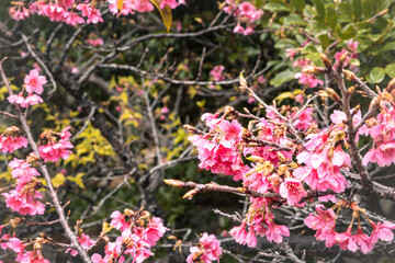 Pink Taiwan Cherry Blossoms Blooming in Spring