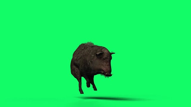 3D Realistic Giant Dangerous Wild boar fast running Loop with front view Isolated on Green Screen, 4K High-Resolution 60fps Animation of a sus scrofa running on Chroma Key
