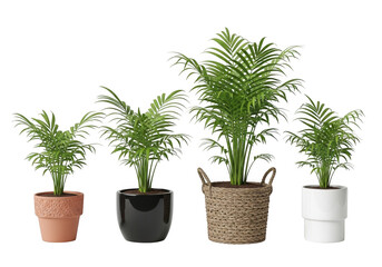 Fototapeta premium Four small potted plants with different colored pots isolated on transparent background
