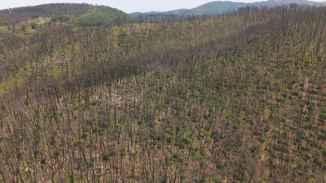 Burned Alexandroupoli landscape recovering slowly after a wildfire