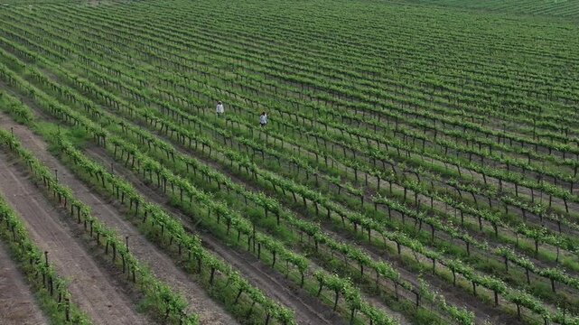 Wide aerial captures two women in colorful attire working among endless green grapevine rows under clear skies at Fratelli Vineyard.