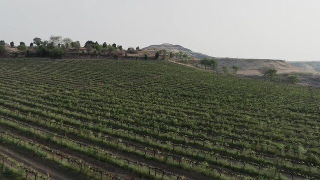 Low gliding drone skims lush grapevine rows on terraced slopes, unveiling rugged dry hills dotted with trees under hazy skies in Maharashtra wine lands.