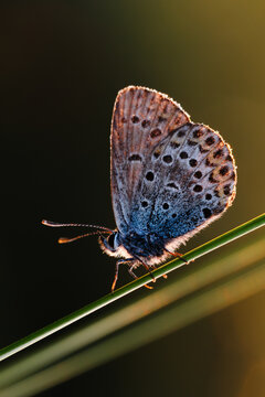 Macro view of amanda's blue butterfly resting on grass straw