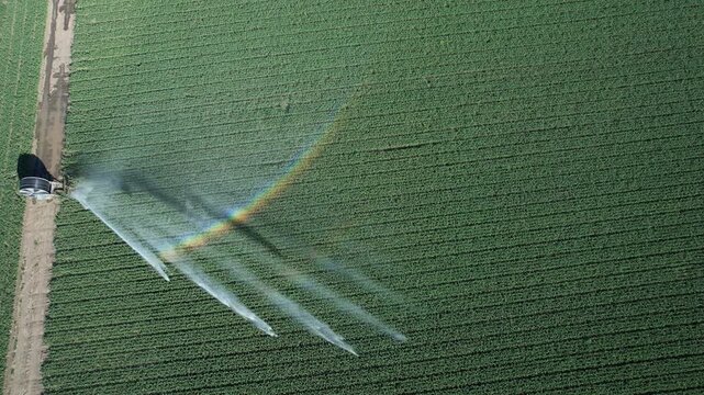 Irrigation sprinkler watering alfalfa crop in the Po Valley, northern Italy, creating rainbow arc in summer sunlight across dense green forage field during drought condition, drone ascending tracking