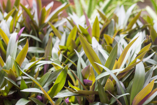 Tradescantia spathacea plants thriving in home garden, lush green leaves, ideal for nature, gardening, lifestyle, or tropical-themed stock photos.