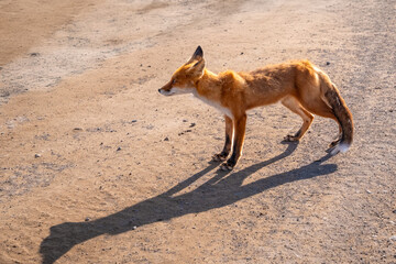 Red fox standing on a sunlit dirt path casting a long shadow, highlighting its slender body and bushy tail, during a clear day in a natural outdoor setting.