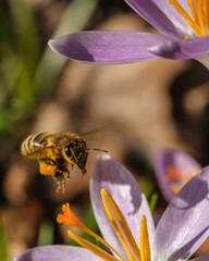 Honey Bee Pollinating Crocus Flower &ndash; Vertical Macro Spring Image