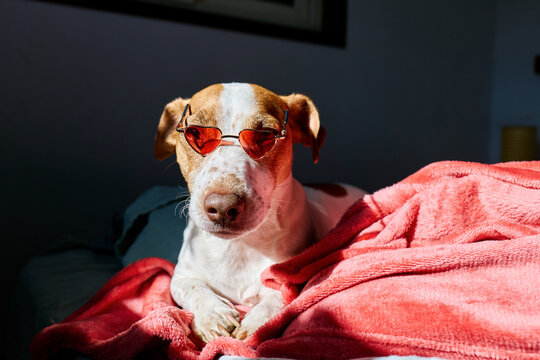 Jack Russell terrier wearing heart-shaped sunglasses on pink blanket indoors