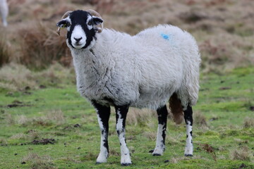 Fototapeta premium Blackface sheep in a field