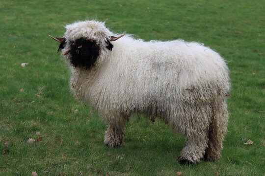 Valais blacknose sheep in a field