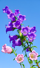 ピンクと紫のカンパニュラの花