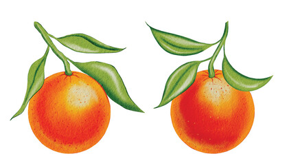 Oranges on branches and a hand-drawn watercolor illustration set. Orange citrus fruit clip art on an isolated background for packaging and design.