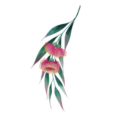Eucalyptus branch with long leaves and pink flowers watercolor illustration. Hand drawn medicinal and aromatic plant on isolated background. For design and packaging.