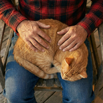 Senior Man Petting Orange Tabby Cat on Lap