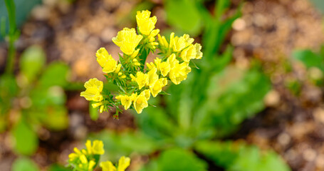 黄色の花のスターチス
