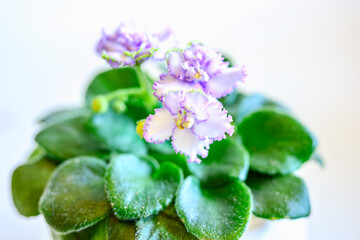 セントポーリアの花