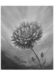 dandelion on a black background