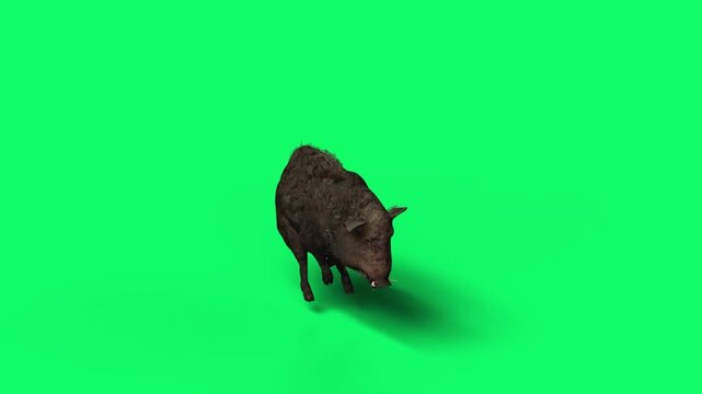 3D Realistic Giant Dangerous Wild boar fast running Loop with top view Isolated on Green Screen, 4K High-Resolution 60fps Animation of a sus scrofa running on Chroma Key
