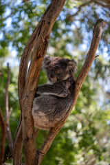 Obraz premium Koala