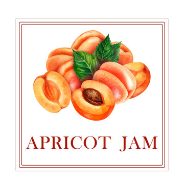 Watercolor apricot jam label template with hand painted ripe apricots fruits inside square frame isolated on white background for organic preserves, marmalade, jar stickers, farmers market
