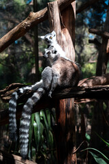 Obraz premium Ring-tailed Lemur
