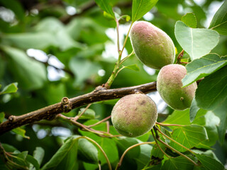Branch of an apricot tree with unripe fruits in the garden.