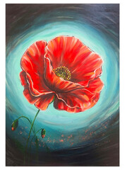 red poppy flower