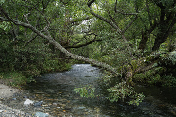 Obraz premium Across the green mountain landscape, a clear stream of water winds past every rock and through the forest, revealing the quiet strength and beauty of untouched nature.