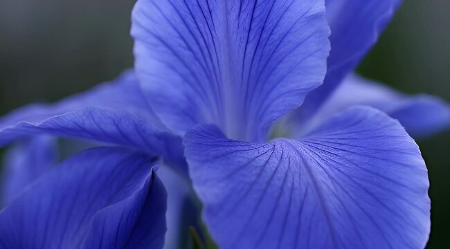 Close up blue iris flower reveals delicate petal texture and beauty