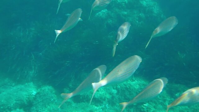 Salema porgy (Sarpa salpa) group of fish in the Mediterranean Sea of the coast of The French Riviera Cote d'Azur in France near Monaco.