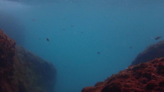 Salema porgy (Sarpa salpa) group of fish in the Mediterranean Sea of the coast of The French Riviera Cote d'Azur in France near Monaco.