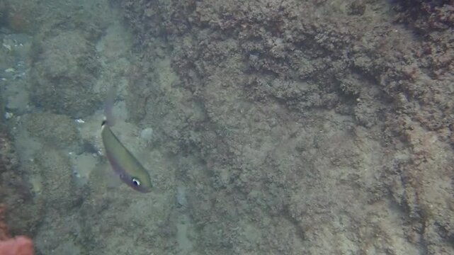 Salema porgy (Sarpa salpa) group of fish in the Mediterranean Sea of the coast of The French Riviera Cote d'Azur in France near Monaco.