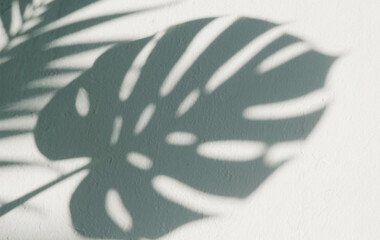 shadow overlay effect of natural tree leaves shadow over on white wall background,realistic summer sunlight abstract shadow overlay