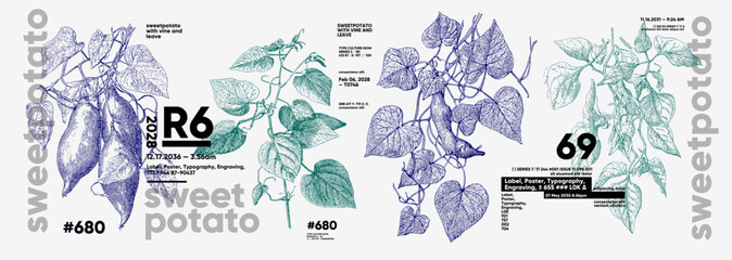 Illustration featuring detailed botanical drawings of sweet potato plants with vines and leaves. The design incorporates typography elements, creating a modern aesthetic.