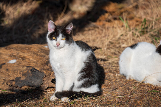 野良猫」の写真素材 | 78,072件の無料イラスト画像 | Adobe Stock