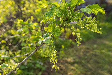 Obraz premium Sunlit spring branch with fresh green leaves and clusters of small yellow blossoms, captured in soft bokeh. A peaceful botanical close-up conveying growth, renewal, nature and gentle outdoor light