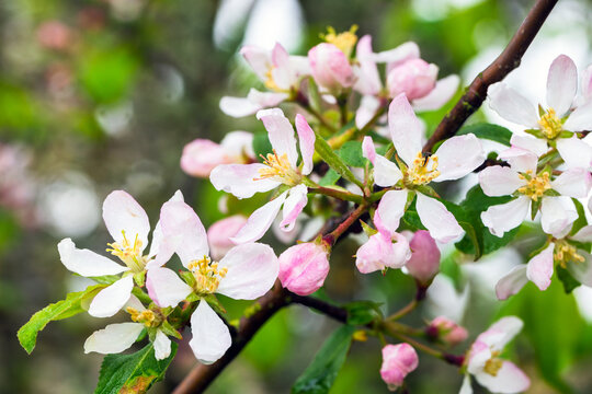Branches of an apple tree with green leaves and white pink flowers under drops of dew are on blurry green background, macro photo with selective focus,  Malus Sylvestris