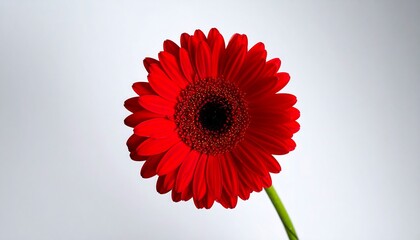 Red Gerbera Daisy Flower on White Background.