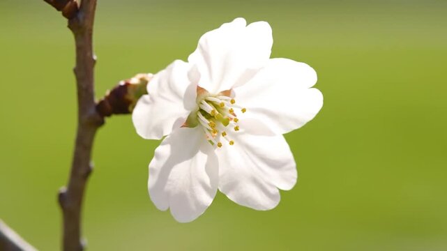 Close-up cinematic of delicate white cherry blossoms blooming on a thin tree branch