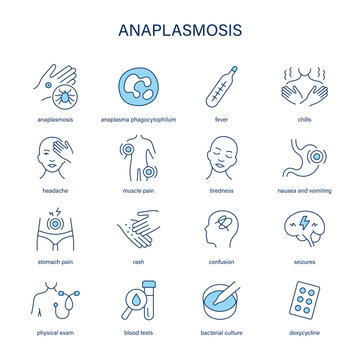 Anaplasmosis symptoms, diagnostic and treatment vector icon set