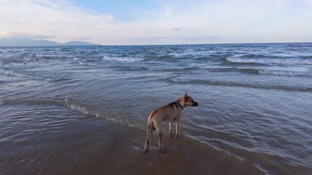 A Dog Happily Enjoying the Beautiful Beach Waves on a Warm Summer Day Under the Bright Sun