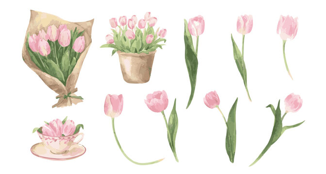 Watercolor pink tulips clip art set with bouquet, pot teacup, single blooms. Collection of Vector illustrations. Perfect for invitation, card, poster, banner, decoration