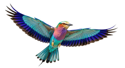 Obraz premium majestic lilac-breasted roller in mid-flight, showing vibrant pink, blue, and orange iridescent plumage and black eye-mask, captured on a transparent studio background with soft illumination.