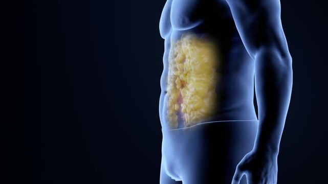 Man loses weight by burning belly fat, before and after weight loss, obese person becomes slimmer, fitness and body shaping, body management solutions, 3d Rendering. Holographic images. Alpha channel.