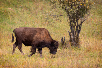 An adult male bison in a pen on an autumn day © Shchipkova Elena